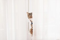 猫に『恥ずかしがる』感情はあるの？ごまかしているように見える行動の意味も解説