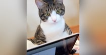 パソコンで作業をしていたら……裏にいたネコがとった『まさかの行動』に爆笑する人が続出「器用なお御足でｗ」「ネコハラたまらんね」