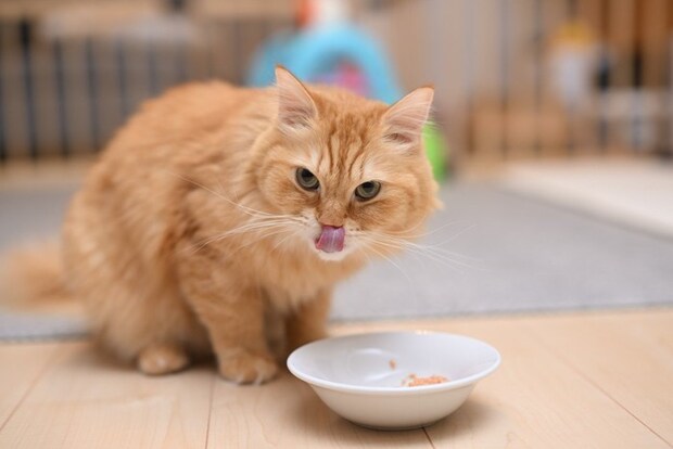 ご飯を食べながら舌をペロンと出す茶トラマンチカン
