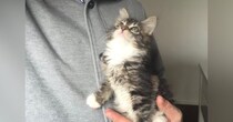 片手で収まるほど『小さかった子猫』が……大型猫の『驚きのビフォーアフター』に「同じ猫とは思えないｗ」「大きくて可愛い」と23万表示
