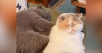 妹猫に『圧強めなマッサージ』を兄猫がした結果…「私もしてほしいｗ」「なんとも幸せそう」ほっこりする『可愛らしい光景』が13万再生