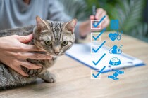 猫の『ペット保険』は加入するべき？メリット・デメリットから選び方のポイントまで