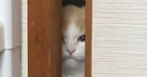 お部屋から出られない猫→ドアの隙間から…胸がキュンとなる『愛おしい光景』に43万いいね「世界一可愛いシャイニング」「涙が出る」
