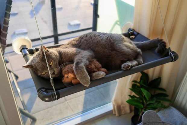 窓ハンモックでくつろぐ猫