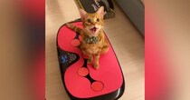 ぶるぶると振動する『ダイエットマシンに乗っていた猫』…思わず笑ってしまう『可愛すぎる光景』が58万再生「吹いたｗ」「すごい楽しそうｗ」