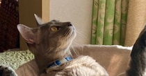 里親さんから送られてきた『猫の様子』を見たら、キャットタワーの上で…まさかの光景に「警戒心０で笑った」「なんと開放的なスタイルｗ」の声