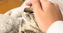 頭をなでられて『うっとりとした表情の猫』→手が離れると……可愛すぎる瞬間が36万再生「いやーかわいっ」「あれ？終わった？みたいな」