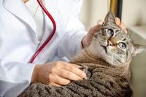 猫の命を脅かす『肝リピドーシス』とは？発症する原因や現れる症状、予防法を解説