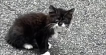 駐車場にいた『やせ細った子猫』→保護された結果……『見違える変化』に感動！「見つけてもらえてよかった」「幸せな気持ちになった」の声