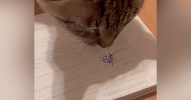 猫は虫の絵を『絵だと認識できる?』検証してみた結果…驚きのリアクションが78万再生「うちの子にも試してみようw」「笑っちゃった」