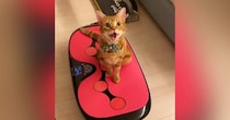 ぶるぶると振動する『ダイエットマシンに乗っていた猫』…思わず笑ってしまう『可愛すぎる光景』が58万再生「吹いたｗ」「すごい楽しそうｗ」