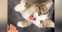 お家に来たばかりの子猫→飼い主さんが『ごはんの袋』を手に取ると…悶絶級の行動が186万再生「本当に可愛い」「口角90度上がった」