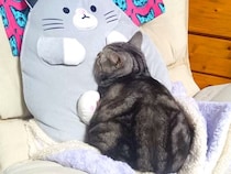 いつもは飼い主さんに甘えている猫が……愛猫が心奪われてしまった『想定外のライバル』が話題「まさに悲報」「全て猫ちゃんのもの！」