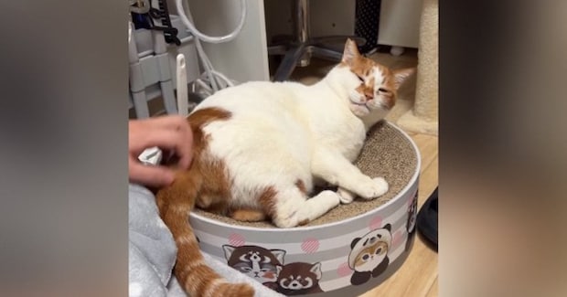 猫のおしりをカキカキしてあげたら…あまりにもかわいい『勘違い』に悶絶の声続出「愛おしい」「ずっと見ていられる」と17万再生