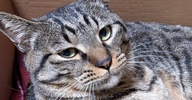 ダンボールに入って『ドヤ顔』していた猫→『ポーズ』を見ると…まさかの光景に「社長の風格ww」「めっちゃ偉そうw」と6万いいね