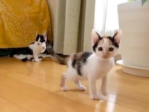 生後1ヶ月ほどの『3匹の保護子猫』がやって来ると…微笑ましすぎる『元気いっぱいな様子』に「わちゃわちゃしてて可愛いｗ」「成長が楽しみ」の声