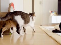 家の掃除をするパパとママ→２匹の元野良猫がどこにでもついてきて…愛おしすぎる『監督っぷり』に「可愛すぎる」「平和な世界」と称賛の声