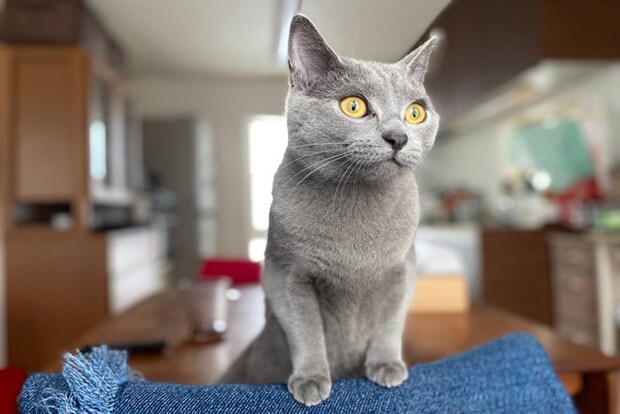 シャルトリュー