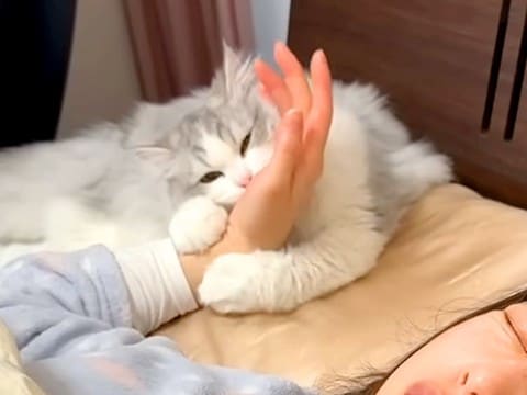 休日の朝6時、子猫に起こされたママ→二度寝してしまった結果…『まさかの展開』が20万再生「めっちゃ面白かった」「ハードモードだねw」