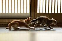 猫たちが『追いかけっこ』をする理由3つ　仲良し度を見分けるコツや安全対策の方法も解説