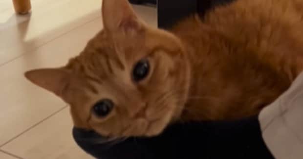 お父さんが出張から帰ってきた結果→『猫』が……尊すぎる光景に笑顔になる人続出「幸せそうw」「本当に大好きなんだ」と20万再生