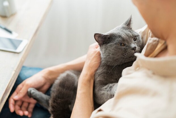 腕の中でくつろぐ猫