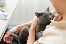 猫に嫌がられない『抱っこ』の方法4選　正しい抱き方のコツからNGポイントまで