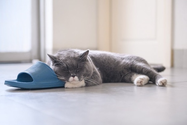 スリッパを枕にする猫