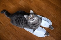 猫が『靴やスリッパ』を好みやすい理由4つ　執拗に離れたがらないワケとは