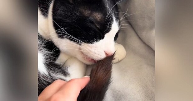 猫がチューチューと吸っていた『しっぽ』→引っ張り出してみると…想像を超える光景が110万再生「ビックリしたw」「可愛すぎるww」