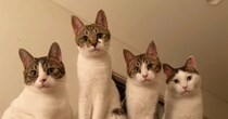 横一列に並んでカメラを見つめる『4兄弟の猫』→子猫時代を見てみると……尊すぎる光景に「キュン死する」「やばい可愛い」と悶絶の声