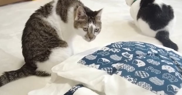 『どうせ使わない』と思いつつも『猫用ふとん』を買ってみた結果…愛猫が見せた『まさかの反応』が19万再生「可愛いなぁ〜w」「ほっこり」