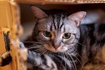 猫に恐怖を覚えさせてしまう『ダメな叱り方』3選　信頼関係にキズがついてしまうかも…