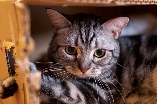 猫に恐怖を覚えさせてしまう『ダメな叱り方』3選　信頼関係にキズがついてしまうかも…