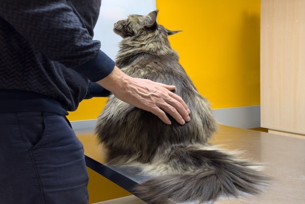 診察台のメインクーン