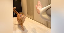 手を差し出して『タッチ』と言うと…得意技を『披露してくれる猫』が可愛すぎると143万再生「無限に見れる」「メロメロになった」