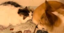 猫が『コーギーのおしりのニオイ』を嗅いだ結果…100点満点の『リアクション』に爆笑の声「明らかなクサッｗ」「めっちゃおもろい」