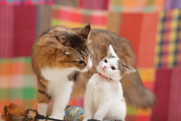 子猫に近づく成猫