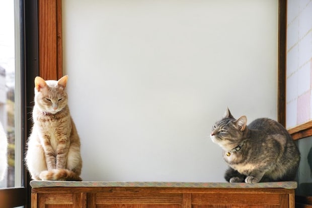 少し離れて座る2匹の猫