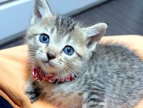 長年連れ添った猫を見送り『もう飼わない』と決めていたはずが……思いがけない出会いと『心温まるエピソード』に反響「ご縁があったんだね」