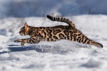 猫が全力で走ったらどのくらい速いの？驚異の速さを誇る理由2つや猫種による違い