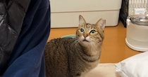 パパのことが好きすぎて"目が合う"だけで……『乙女な猫』の可愛すぎるリアクションが17万再生「愛おしいにもほどがある」「完全にラブ」
