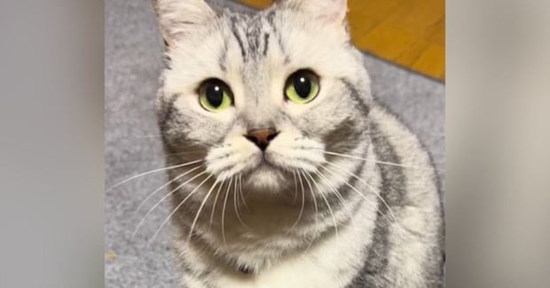 猫じゃらしのそばに座っていた猫→『やるの？』と聞いてみたら…尊すぎる反応が45万再生「心臓が痛くなった」「ひげまんじゅうがかわええ」