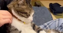 猫の『肩』を揉んであげたら…まるで人間のような『リアクション』に「おやじスタイルｗ」「体勢がかわいいｗ」と笑顔になる人が続出