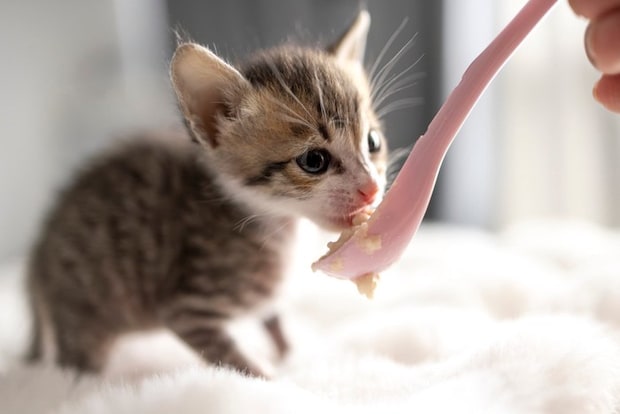 離乳食を食べる子猫