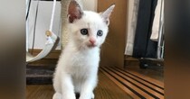 キレイな白い毛並みの子猫→成長したら、『色が変化』して…別の猫にしか見えない『衝撃のビフォーアフター』に「詐欺すぎるｗ」「すごいｗ」