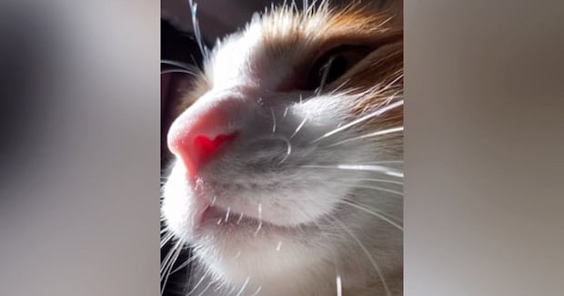 仮眠をしようと横になったら、猫がやって来て…幸せすぎる『休憩時間の光景』が152万再生「甘えん坊で可愛い」「天使だ」と悶絶の声