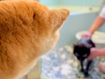 汚れてしまった黒猫をお風呂に入れた結果→柴犬が駆けつけて…心配で見せた『優しい行動』に「いいお姉ちゃんだね」「涙が出てくる」と称賛