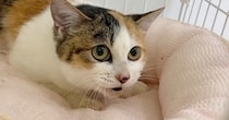 家族に捨てられて『衰弱していた子猫』→保護されて『３か月後』……胸を打つ"変化"に「元気になってよかった」「明るい猫生を願ってる」