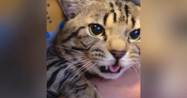 抱っこされていた猫が、突然…飼い主さんが思わず吹きだした『衝撃の鳴き声』が302万再生「面白すぎるｗ」「謎の動きも可愛い」